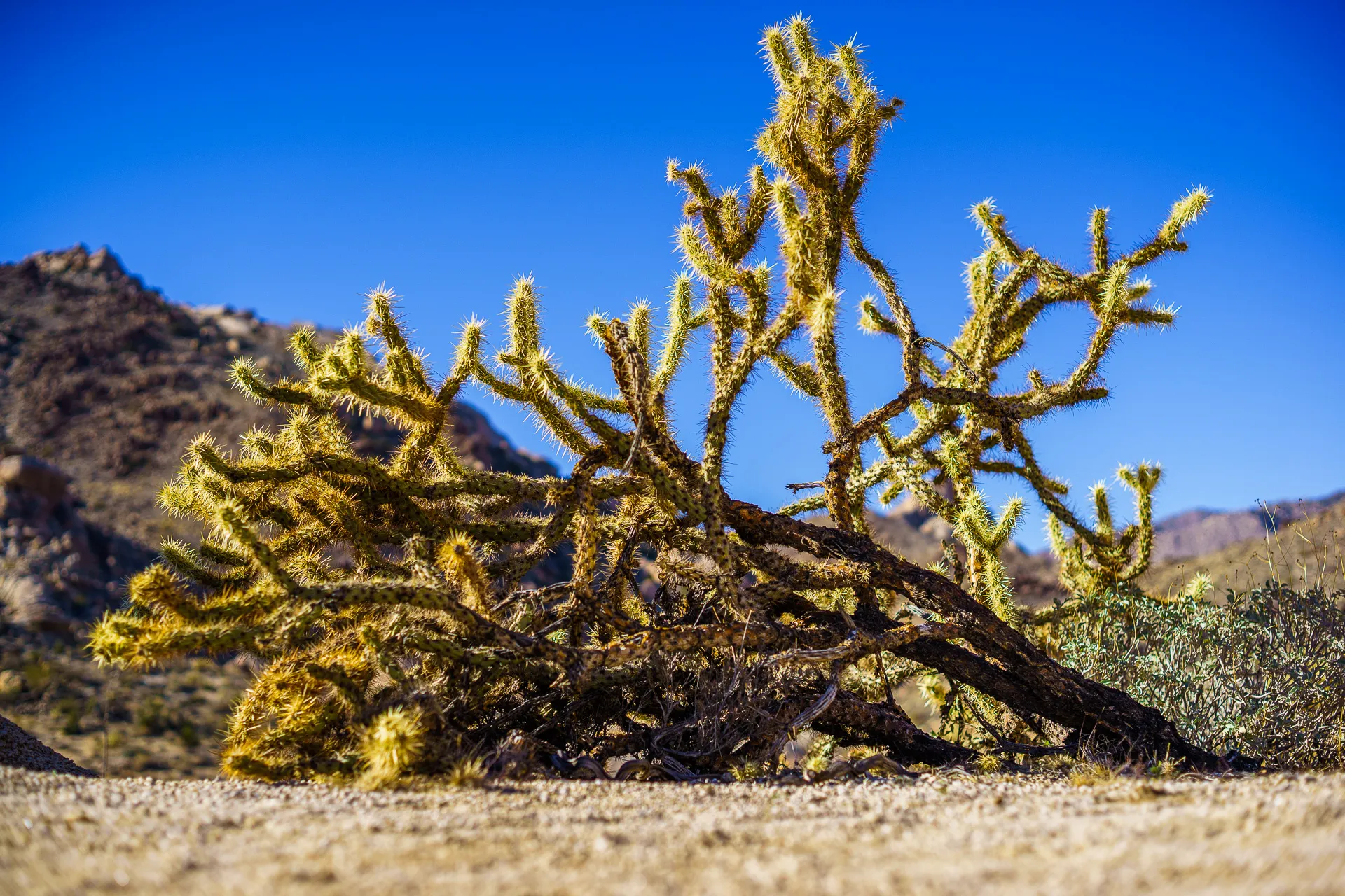 Nevada