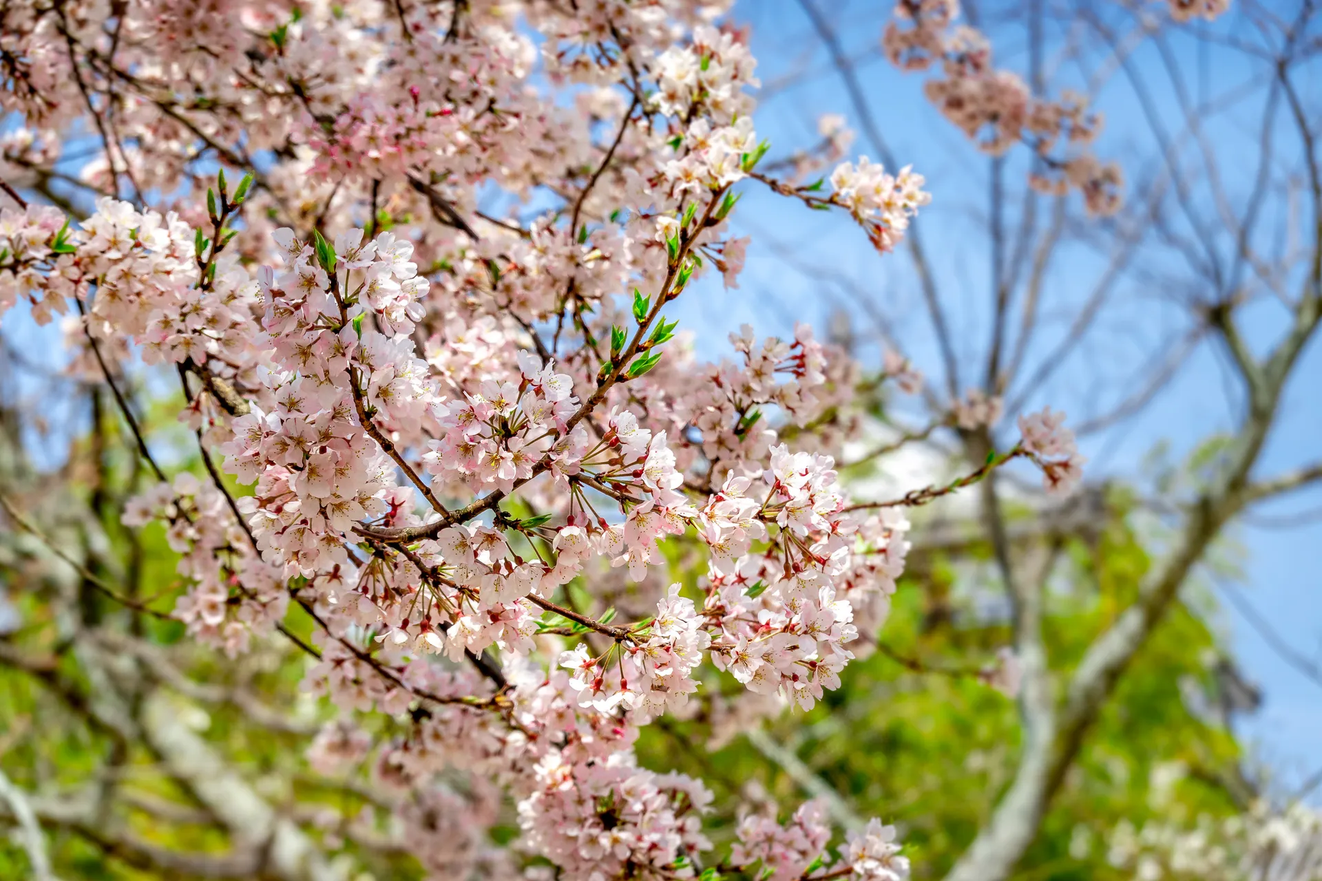 Shikoku